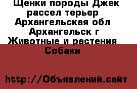 Щенки породы Джек рассел терьер - Архангельская обл., Архангельск г. Животные и растения » Собаки   